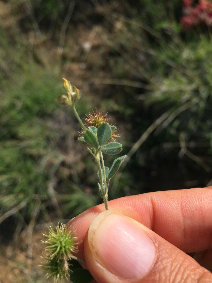 Medicago minima