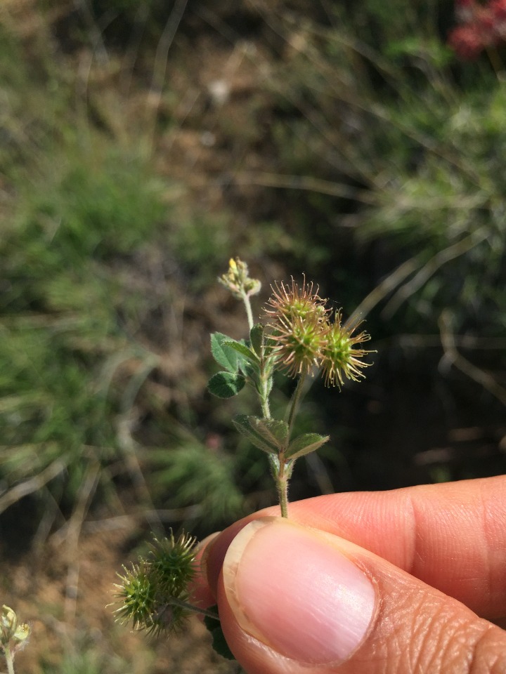 Medicago minima