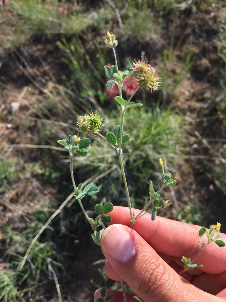 Medicago minima