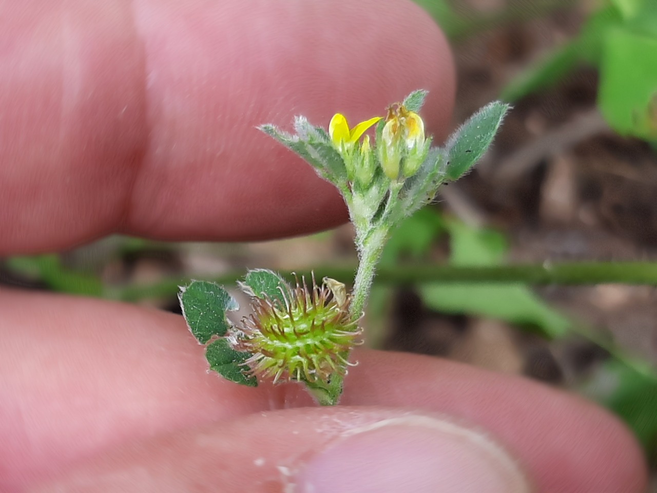 Medicago minima