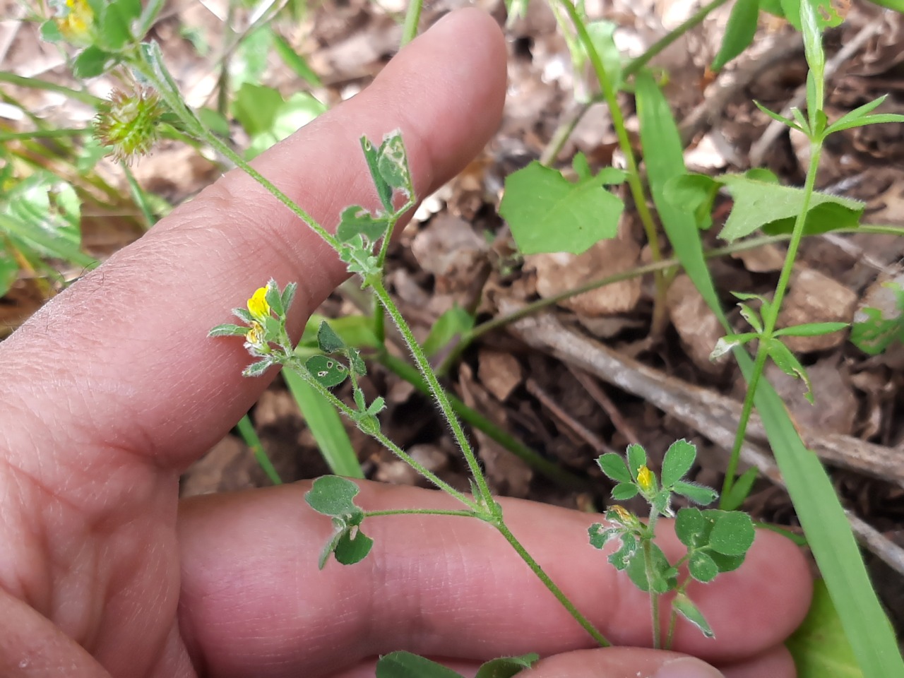 Medicago minima