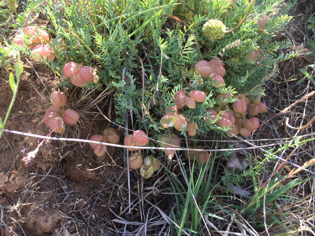 Astragalus physodes subsp. acikirensis