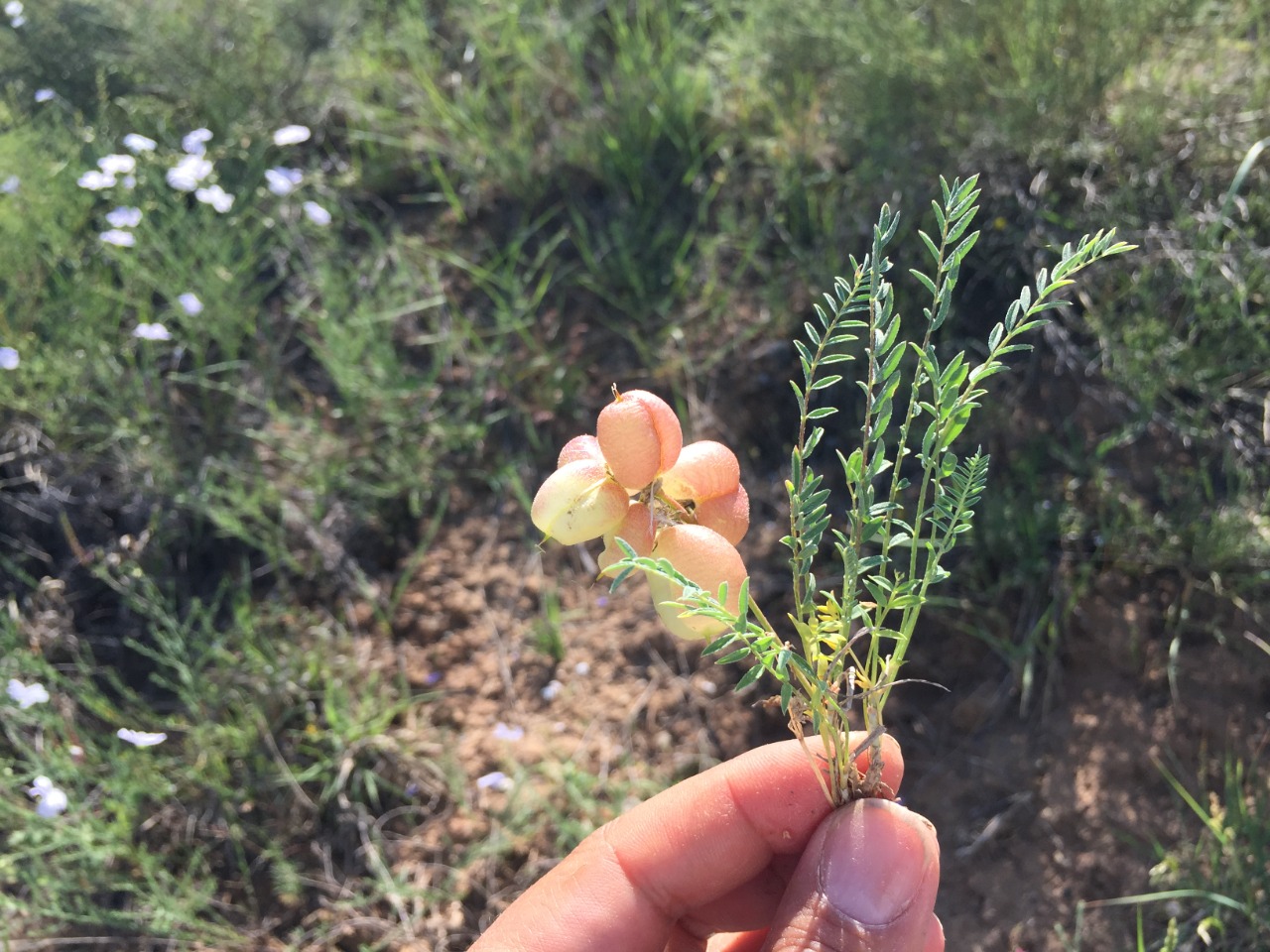 Astragalus physodes subsp. acikirensis