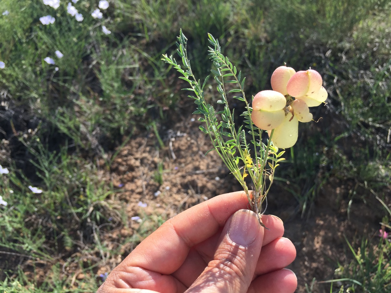 Astragalus physodes subsp. acikirensis