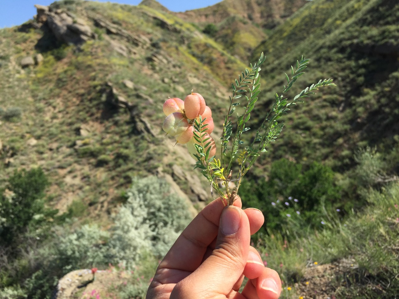 Astragalus physodes subsp. acikirensis