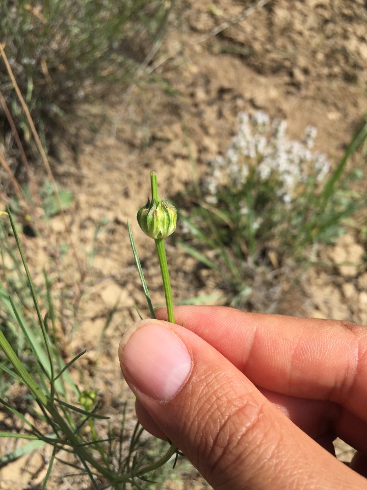 Nigella orientalis