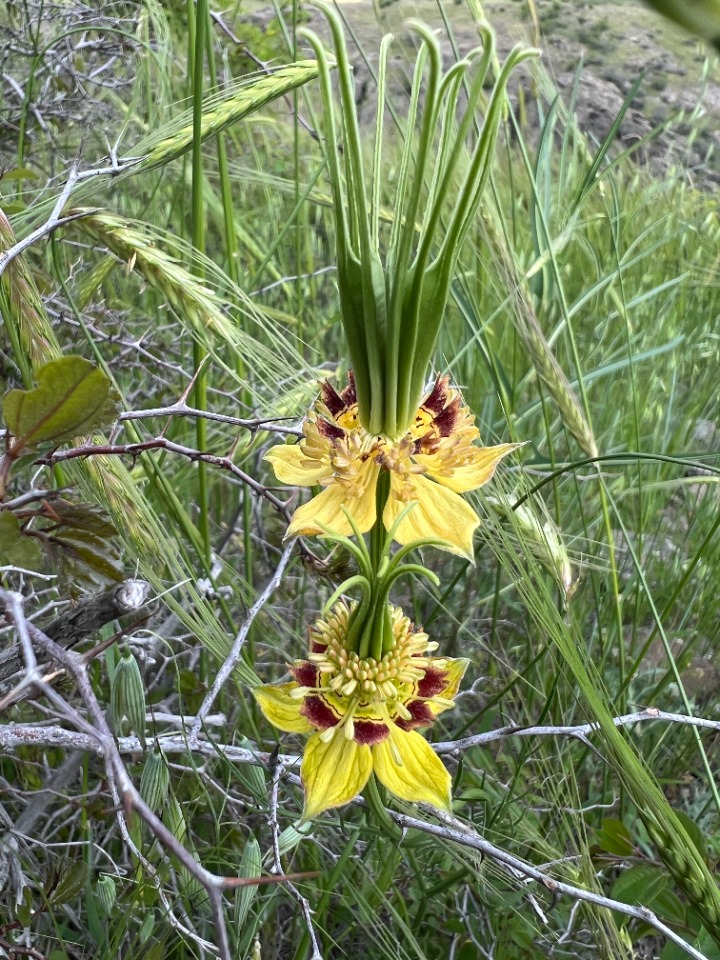 Nigella orientalis