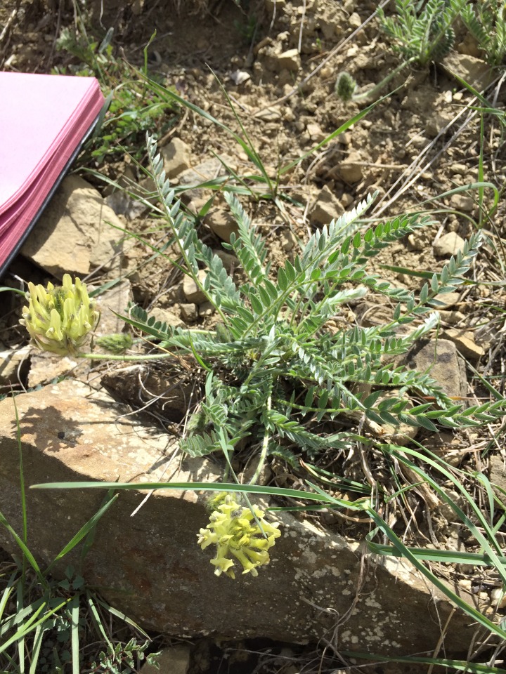 Astragalus tauricolus