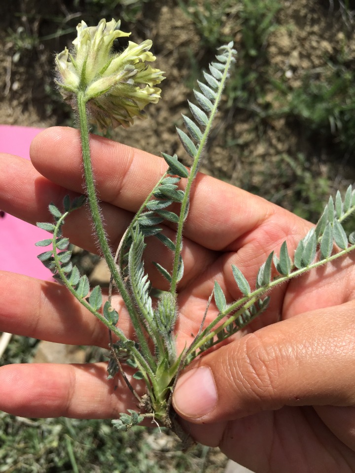 Astragalus tauricolus