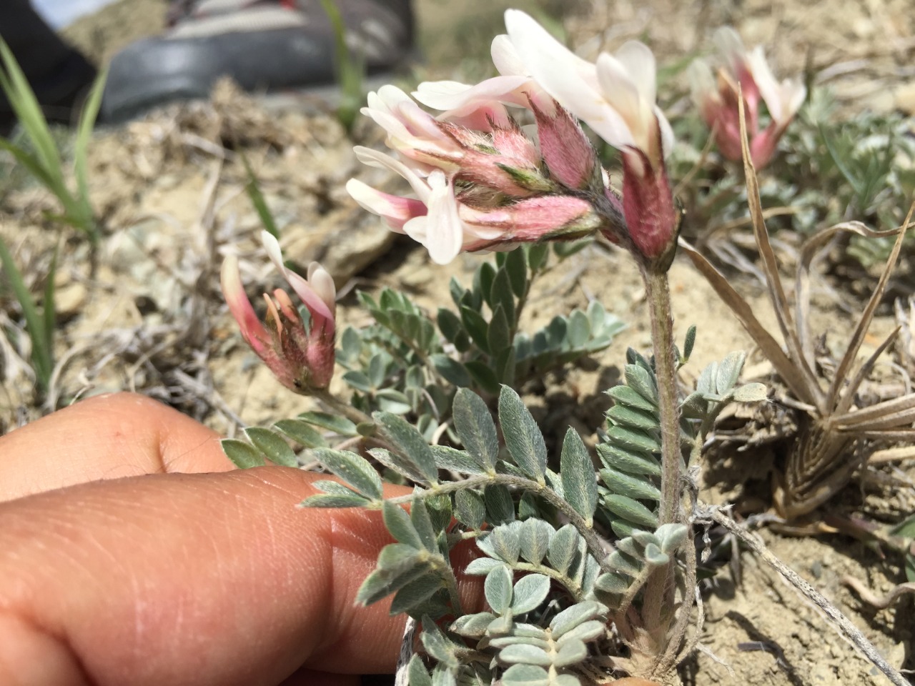 Astragalus andrasovszkyi