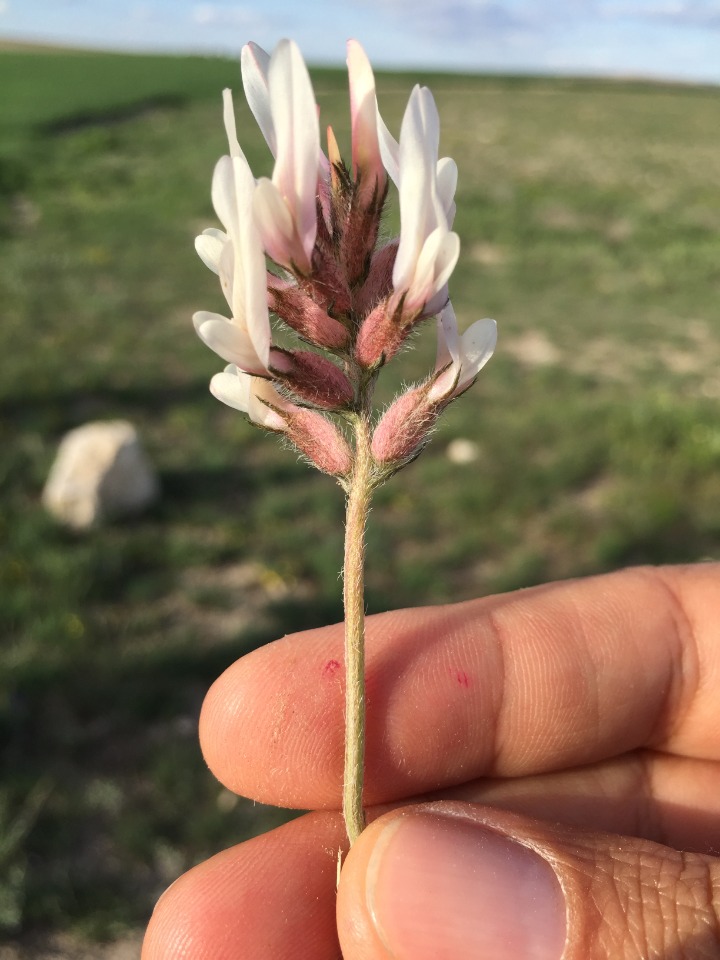 Astragalus andrasovszkyi