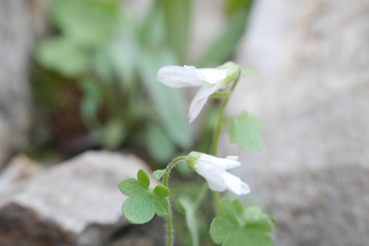 Saxifraga sibirica