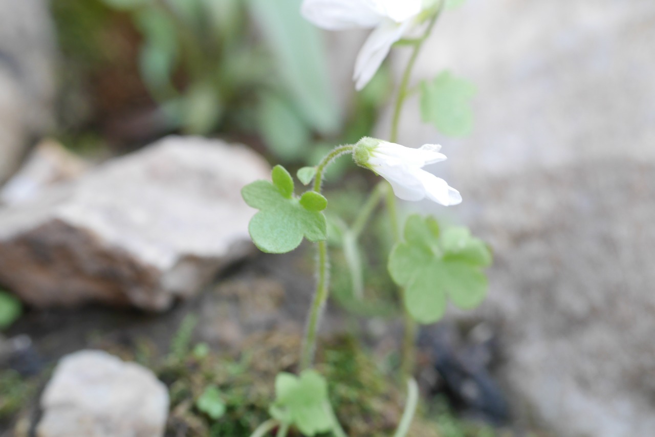 Saxifraga sibirica