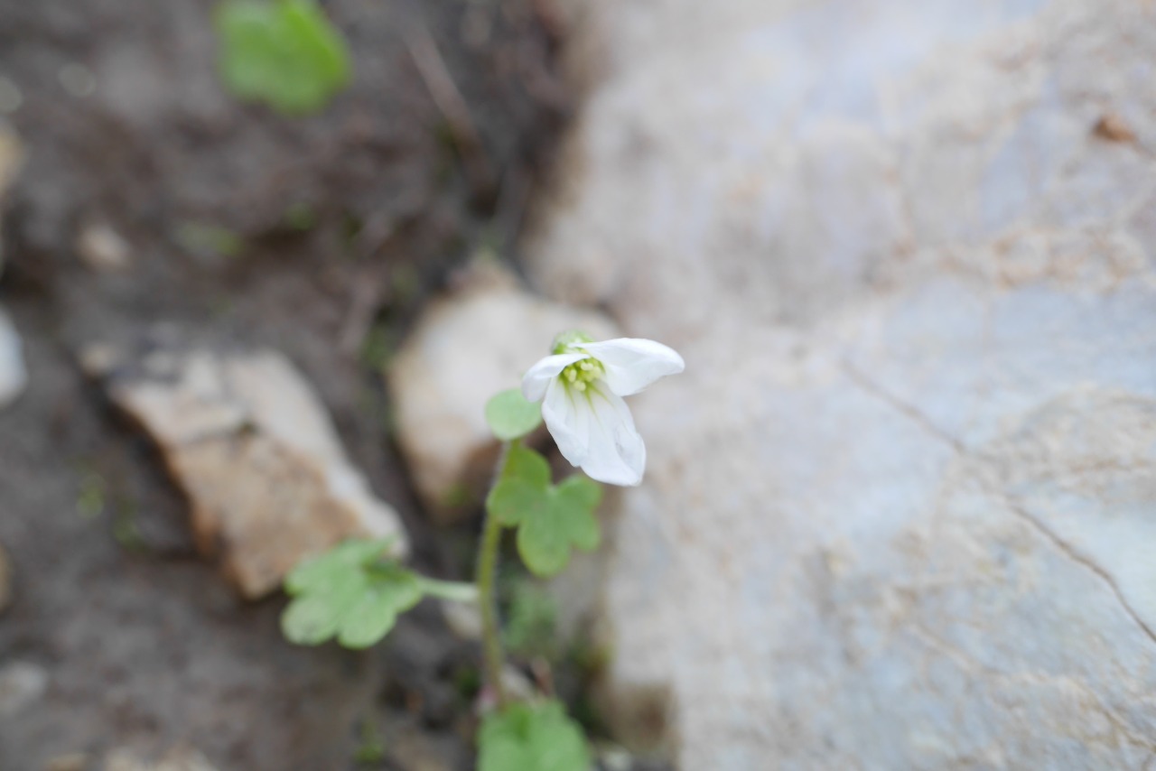 Saxifraga sibirica