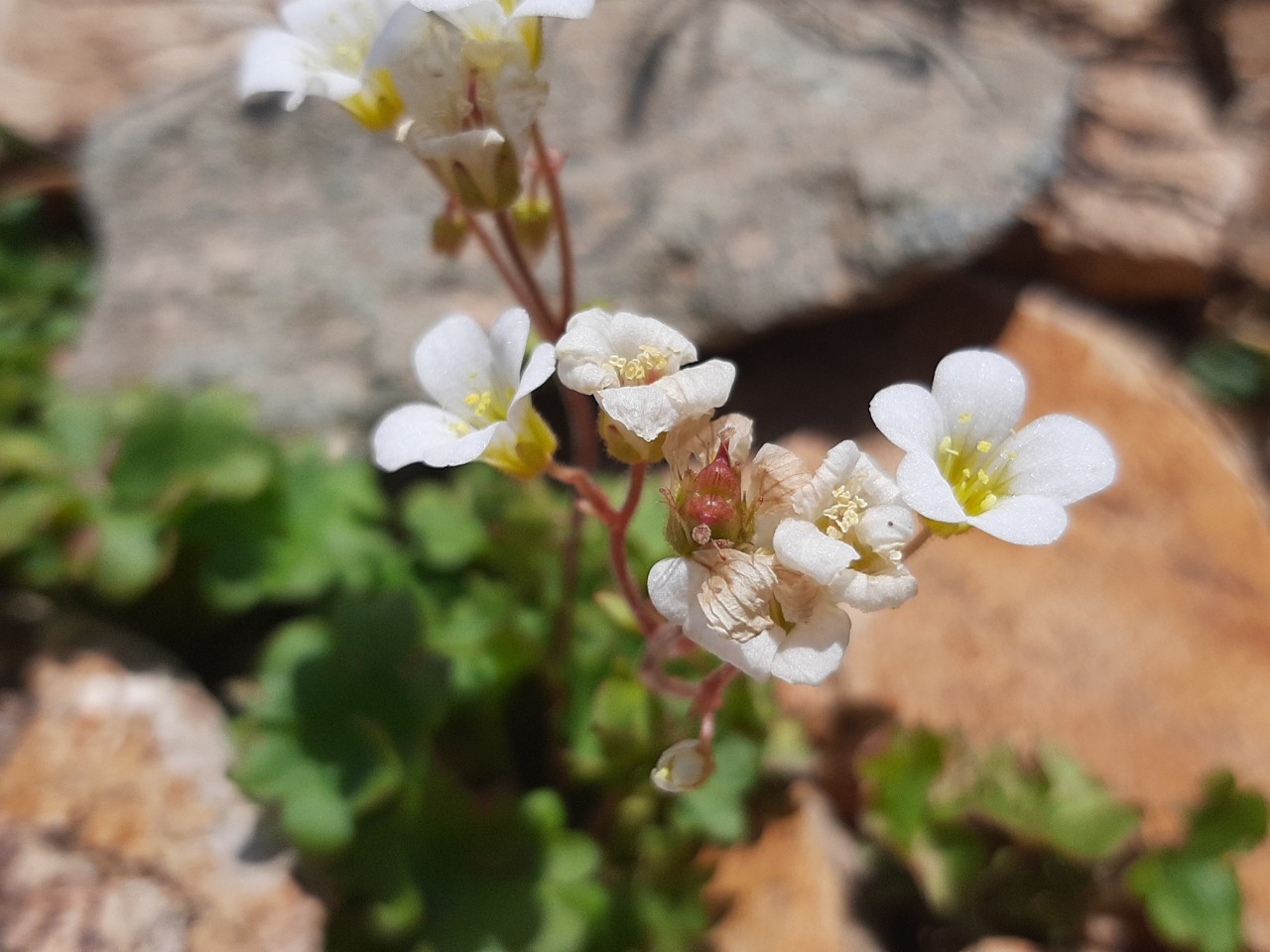 Saxifraga sibirica