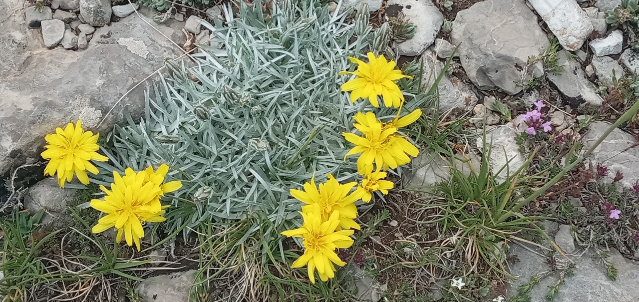 Scorzonera sericea