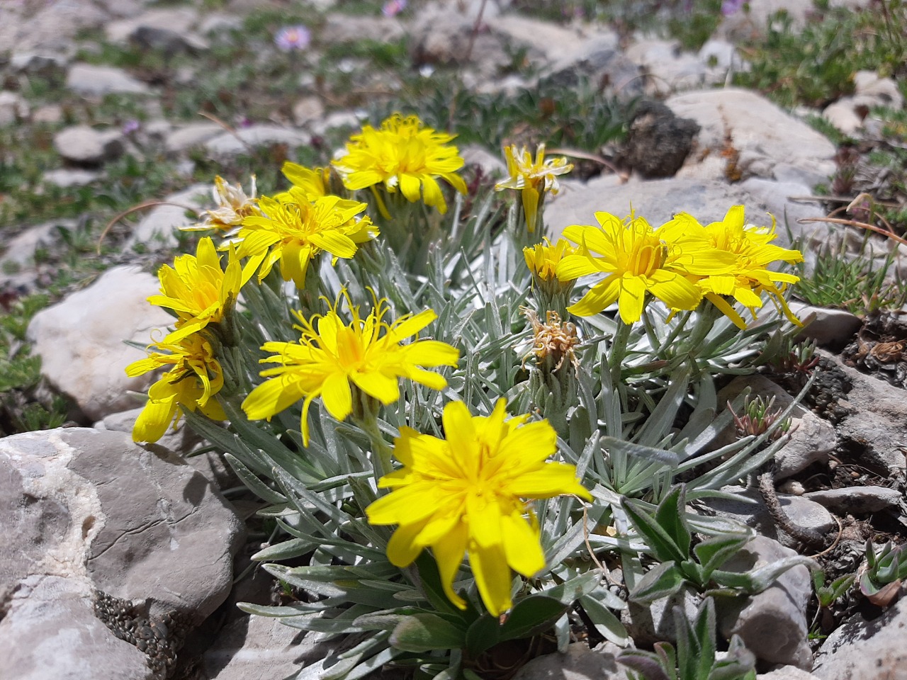 Scorzonera sericea