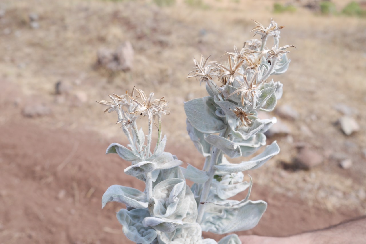 Scorzonera tomentosa