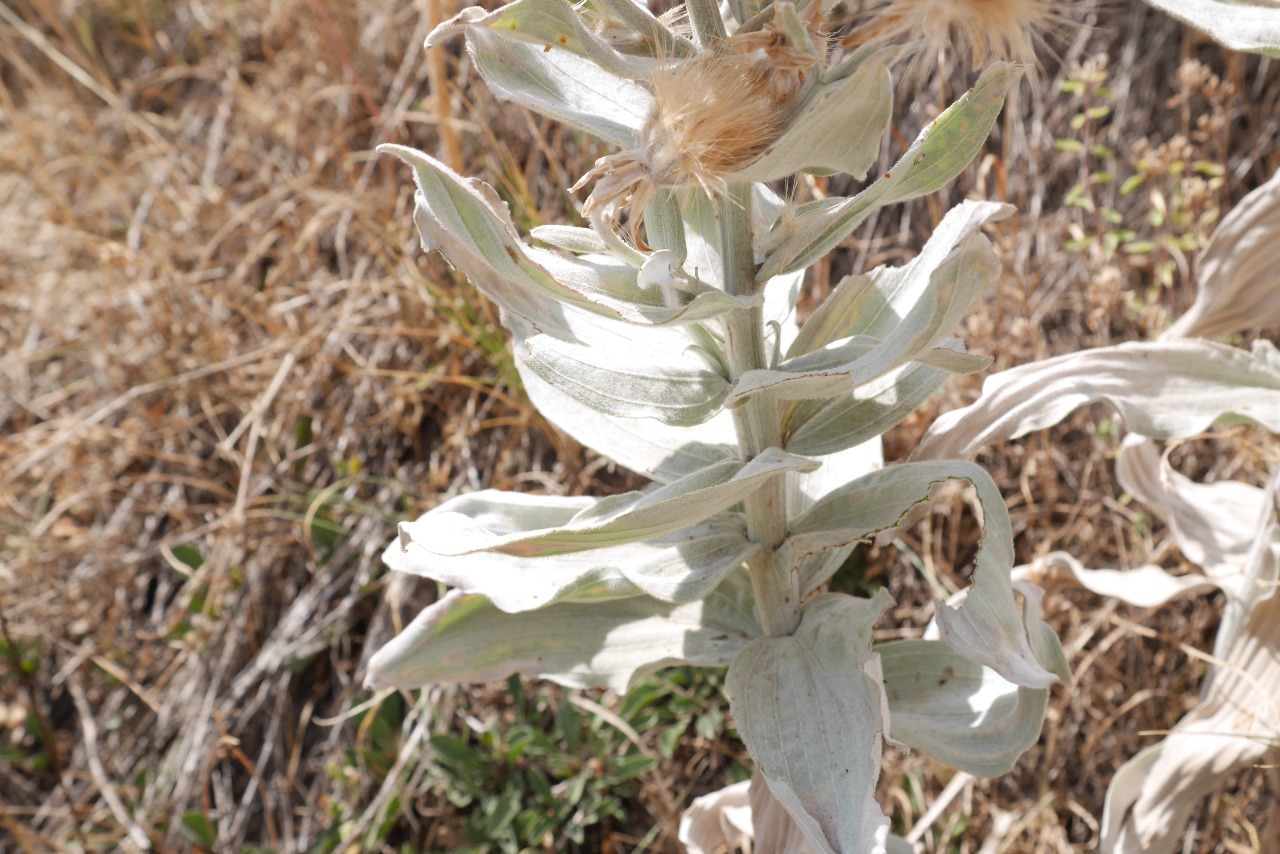 Scorzonera tomentosa