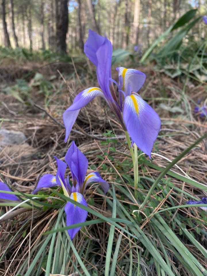 Iris unguicularis