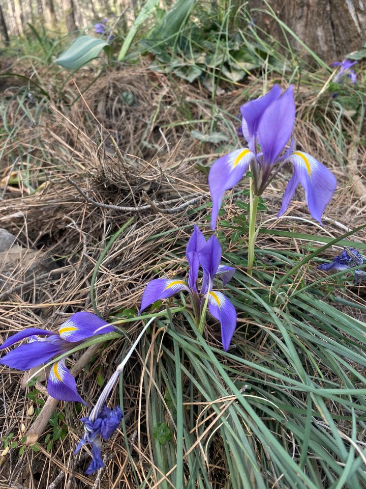 Iris unguicularis