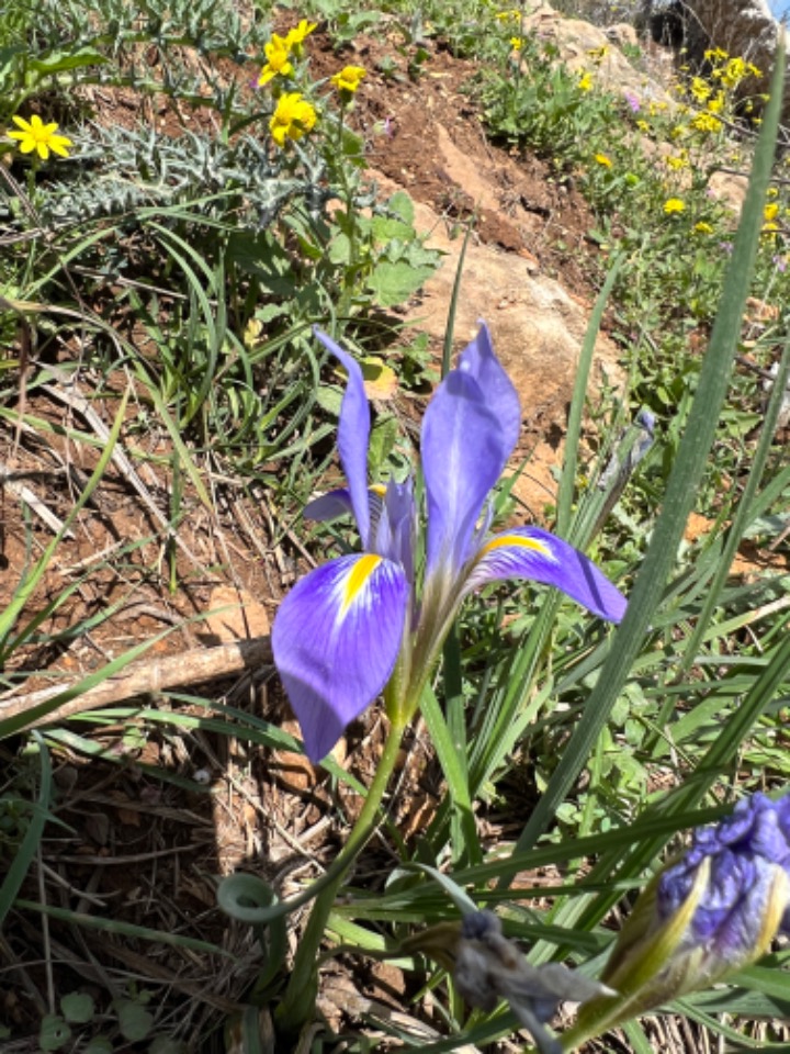 Iris unguicularis