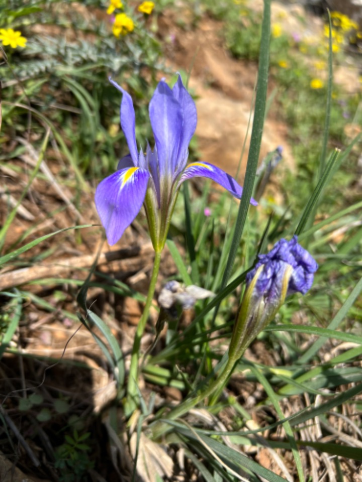 Iris unguicularis