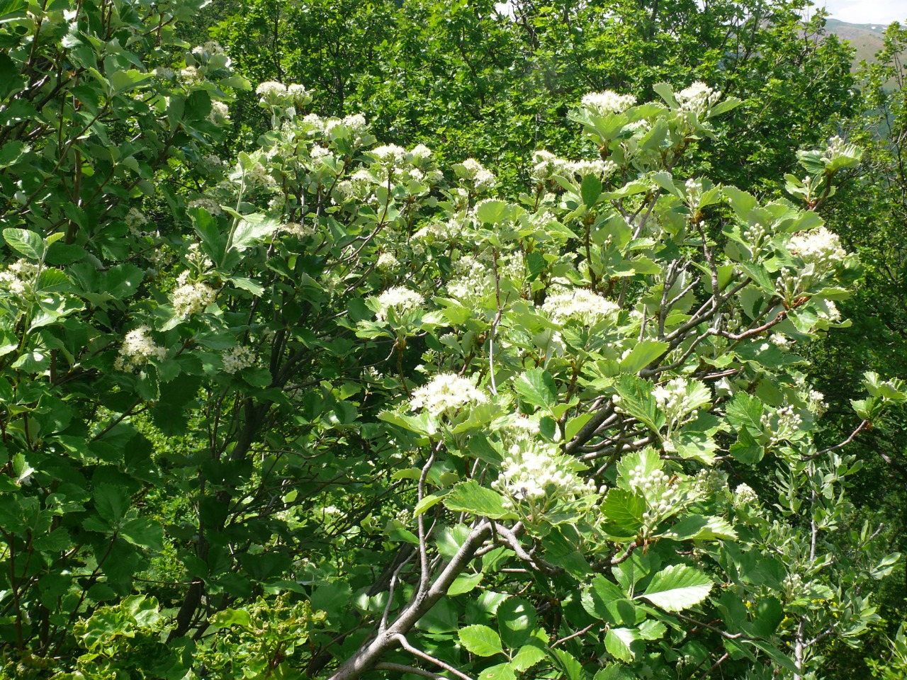 Sorbus tamamschjanae