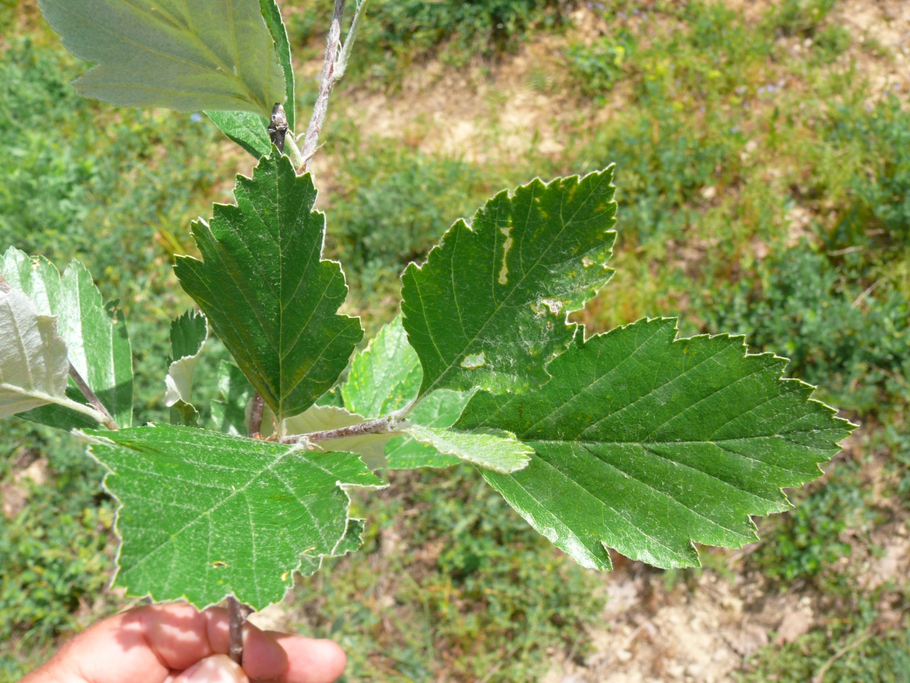 Sorbus tamamschjanae