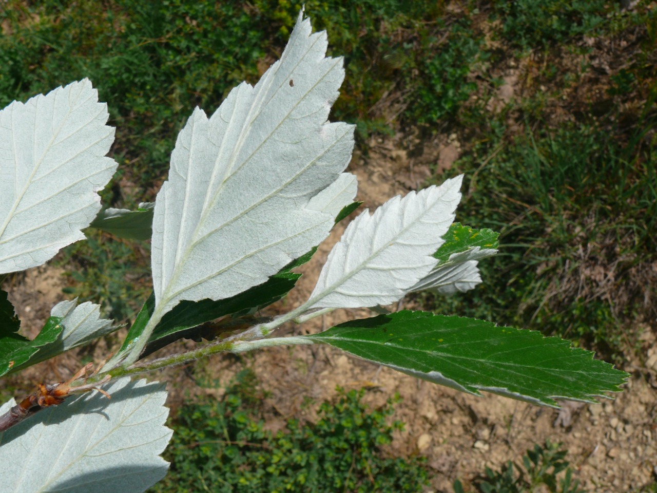 Sorbus tamamschjanae