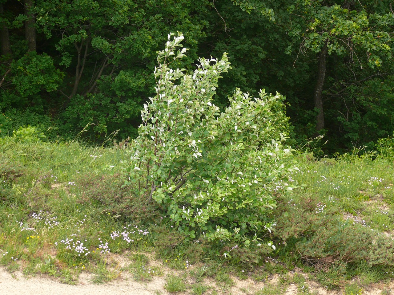 Sorbus tamamschjanae