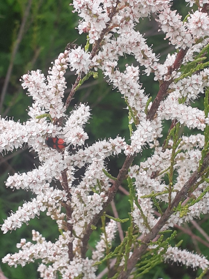 Tamarix tetrandra