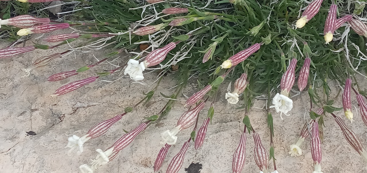 Silene caryophylloides