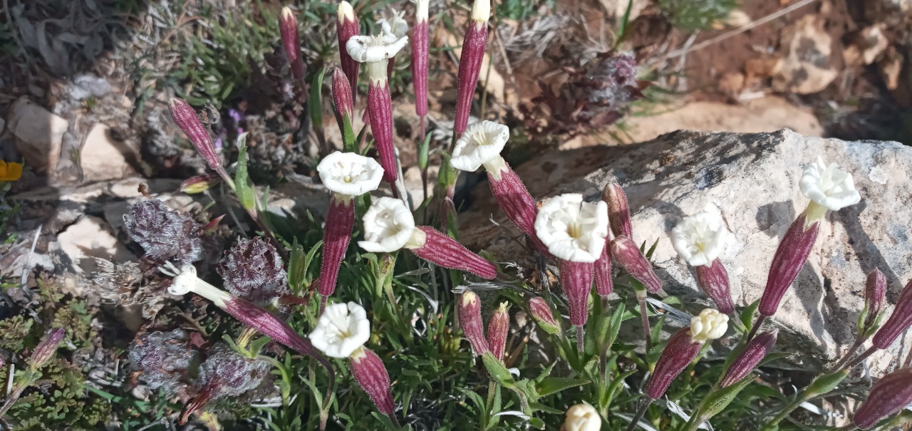 Silene caryophylloides