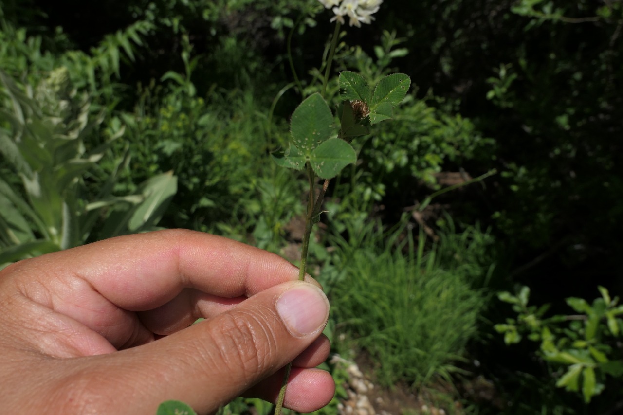 Trifolium ambiguum