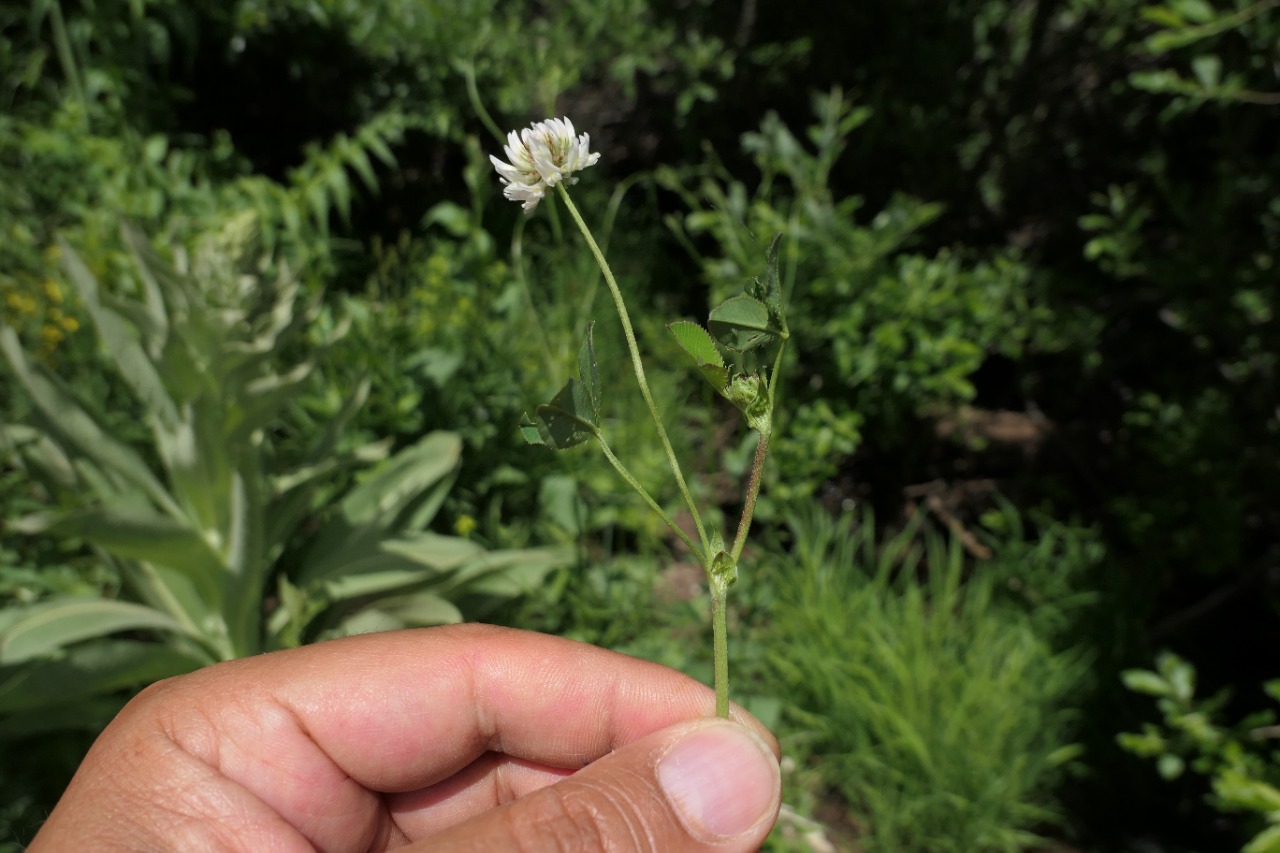 Trifolium ambiguum