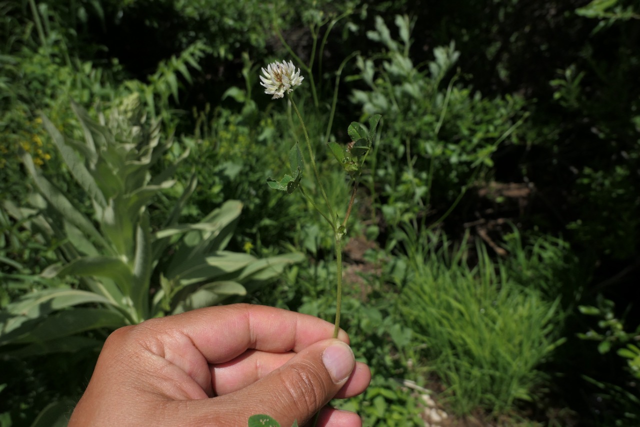 Trifolium ambiguum