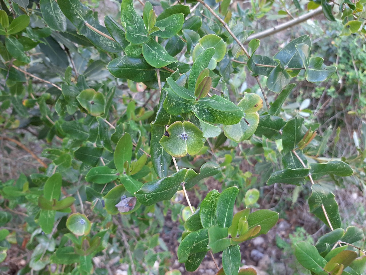 Lonicera etrusca