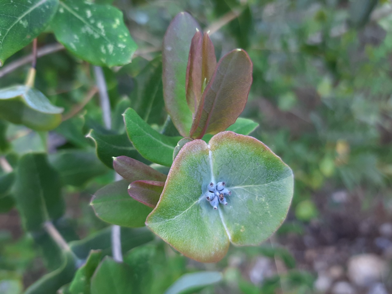 Lonicera etrusca