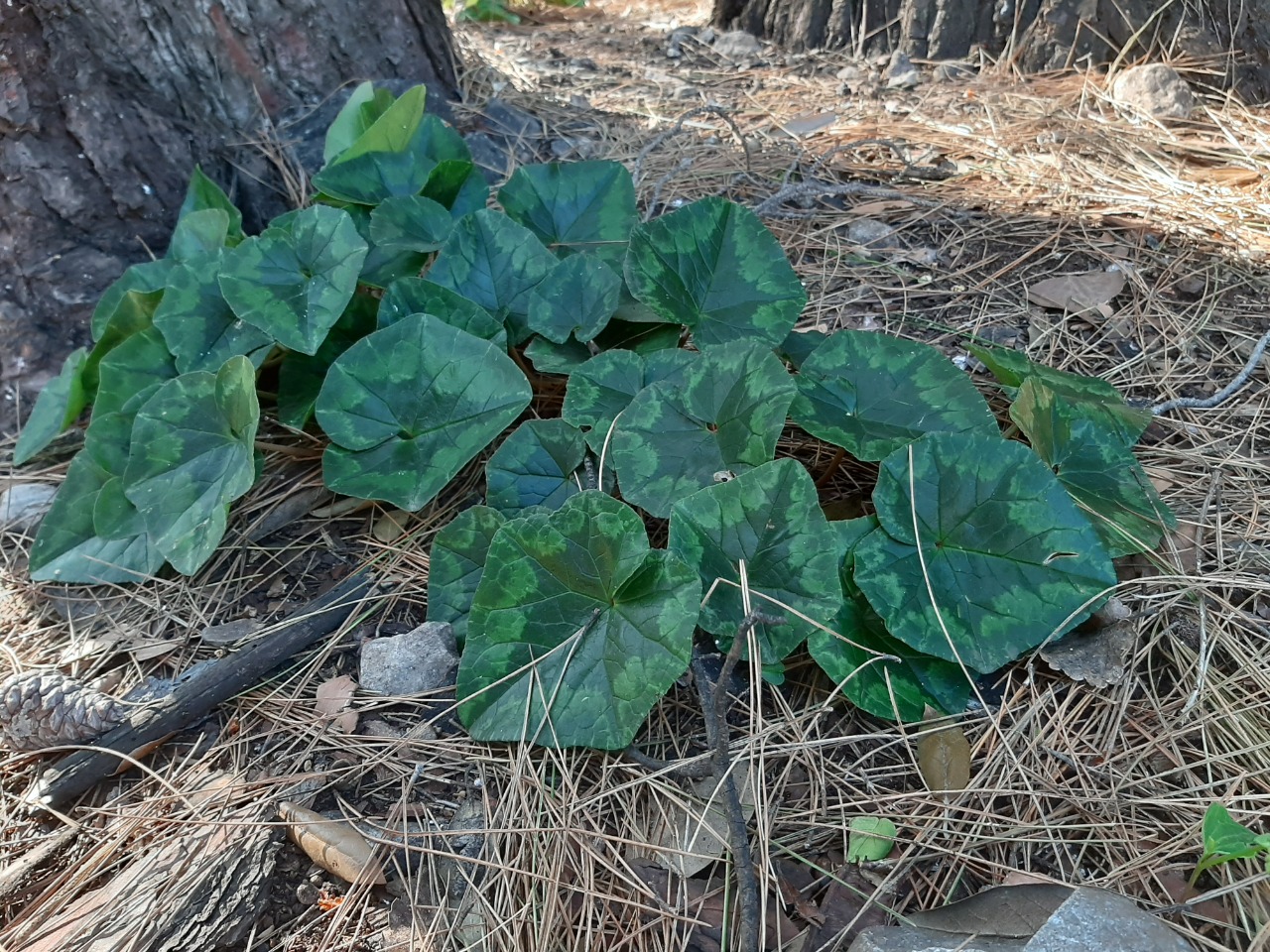 Cyclamen hederifolium