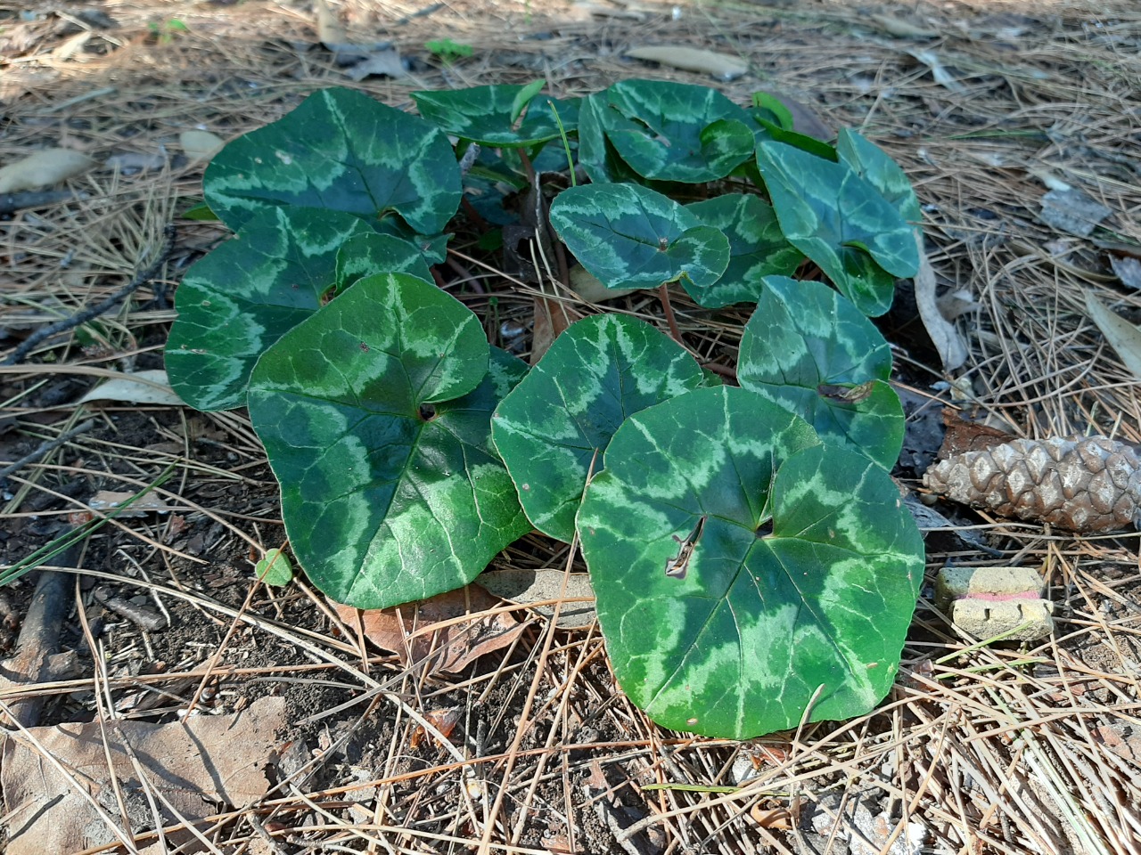 Cyclamen hederifolium