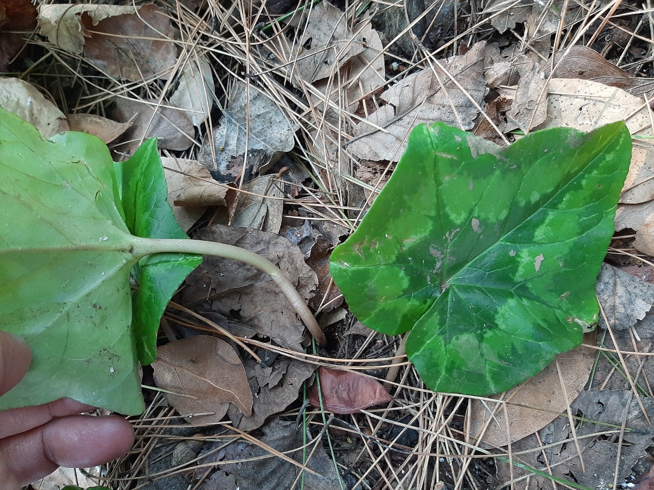 Cyclamen hederifolium