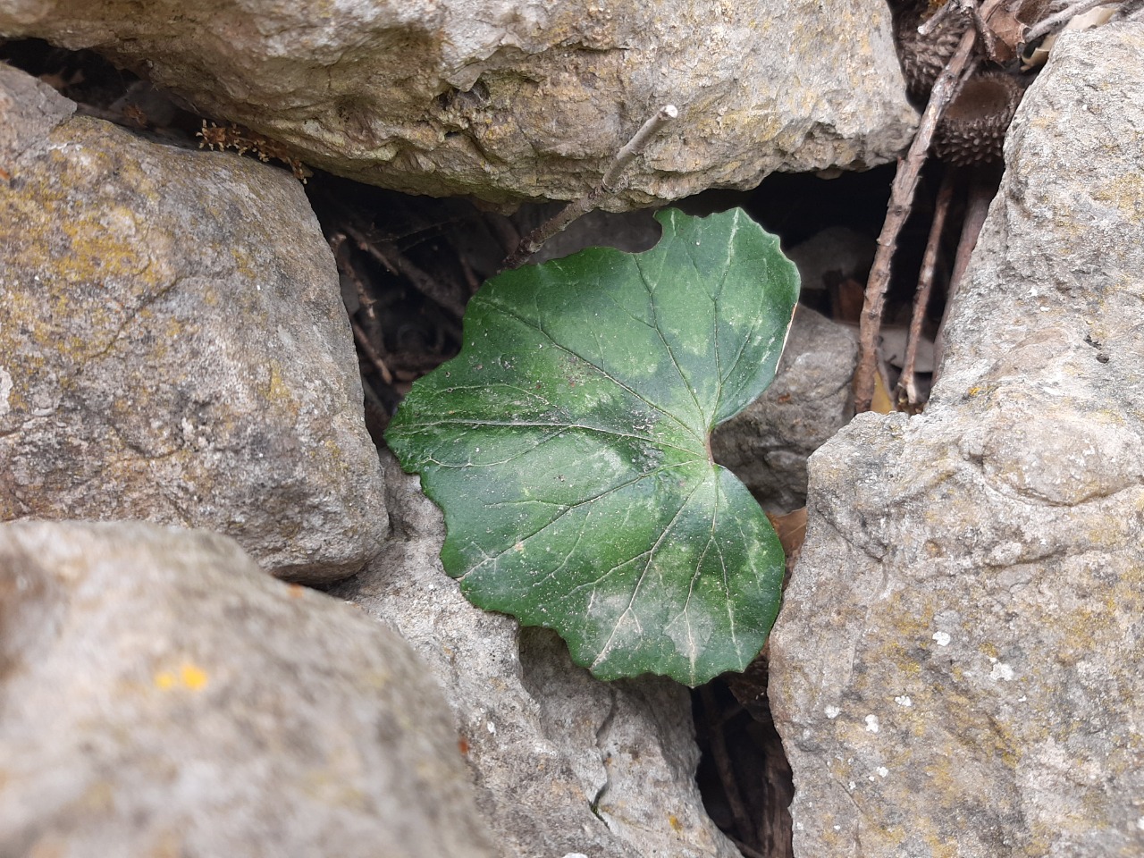 Cyclamen hederifolium