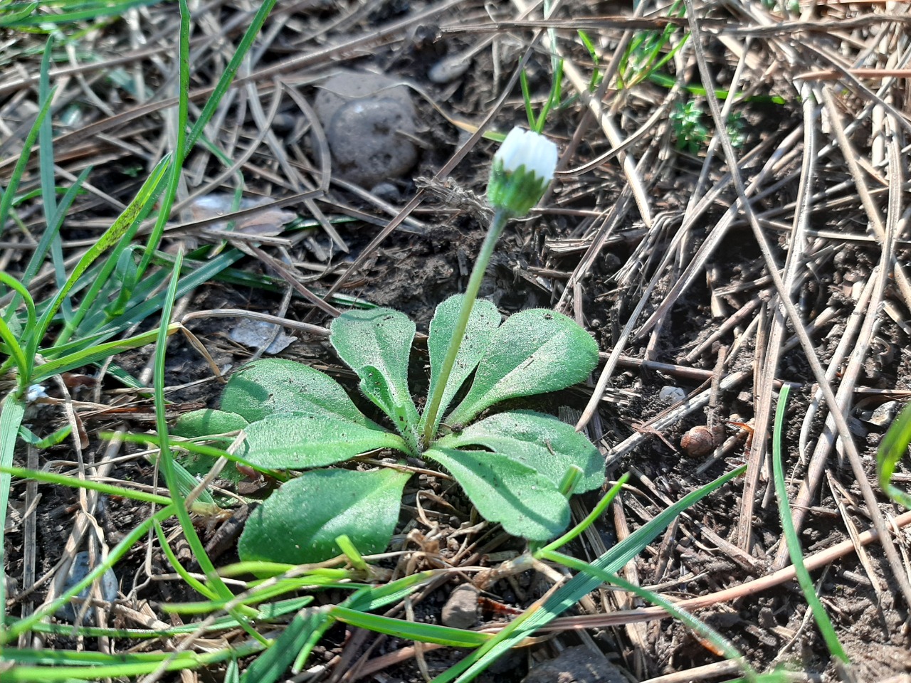 Bellis annua