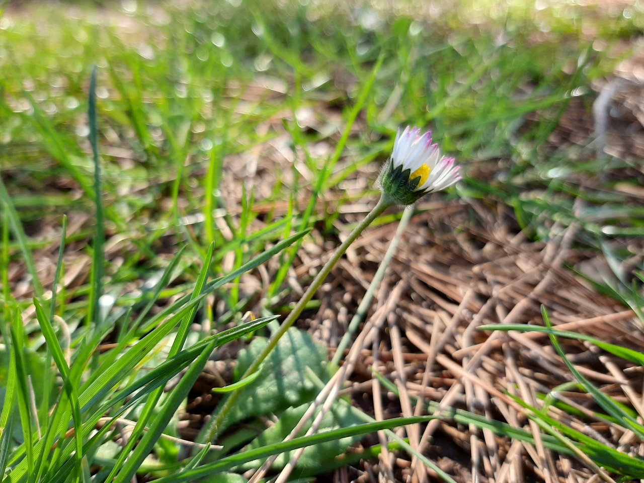 Bellis annua