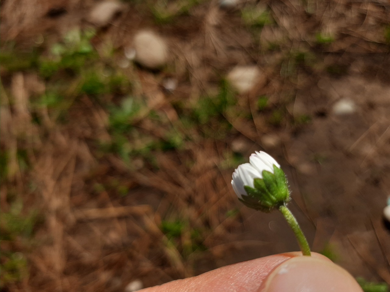 Bellis annua