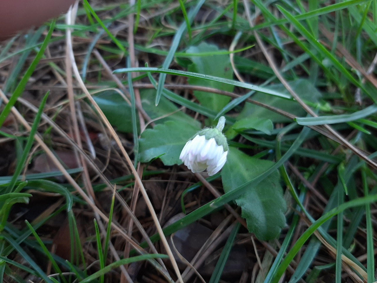 Bellis annua