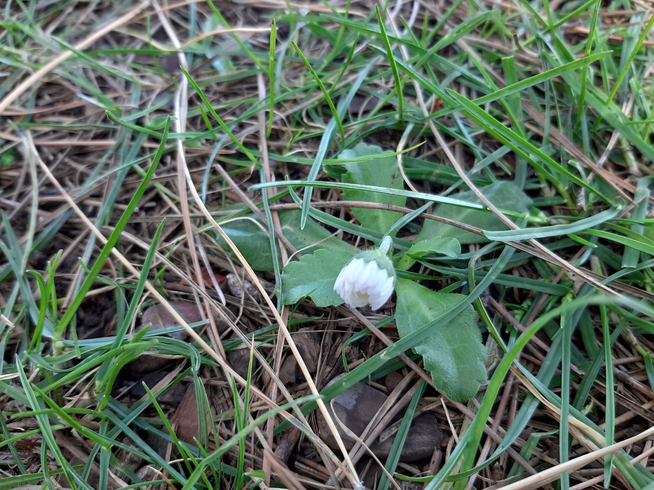 Bellis annua