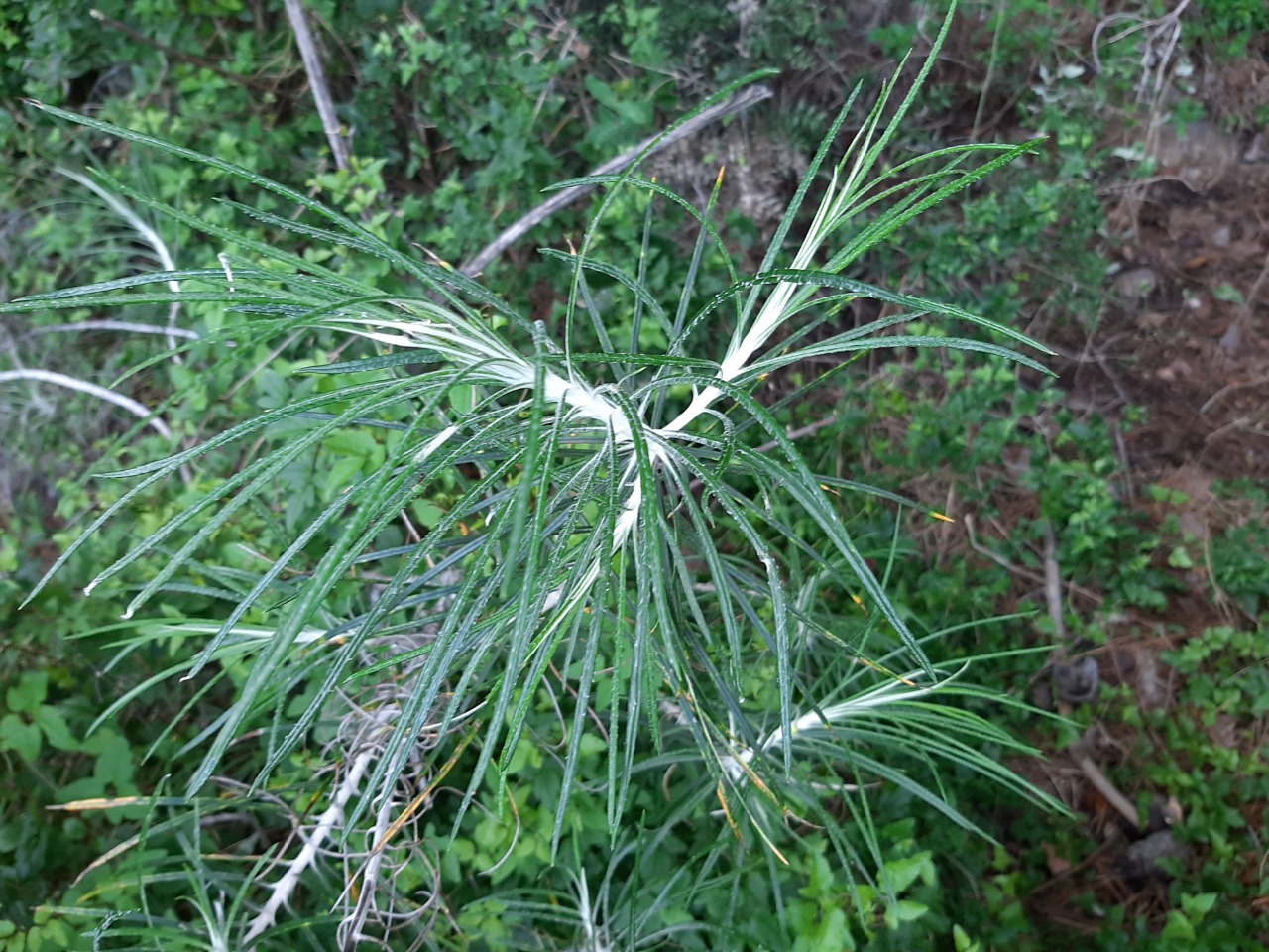 Ptilostemon chamaepeuce