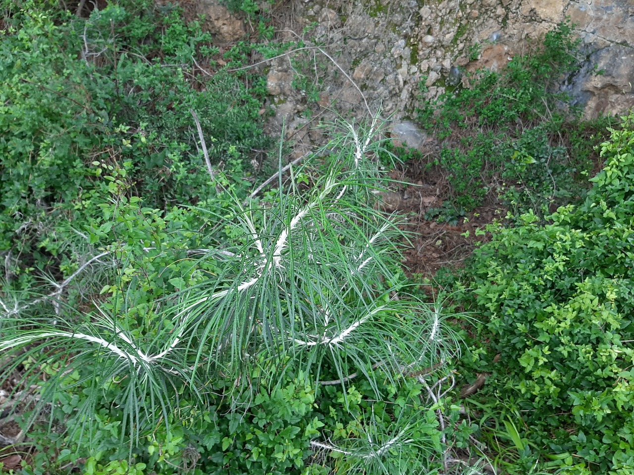 Ptilostemon chamaepeuce